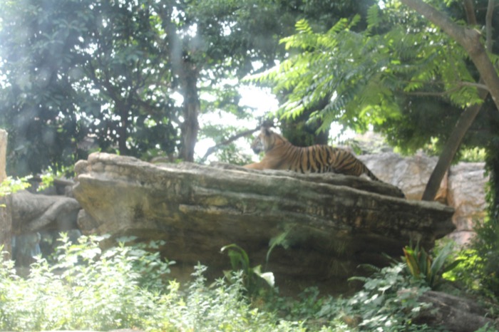 ベトナム人の妻と上野動物園へ！こんな都心のど真ん中に動物園があることに驚き！
