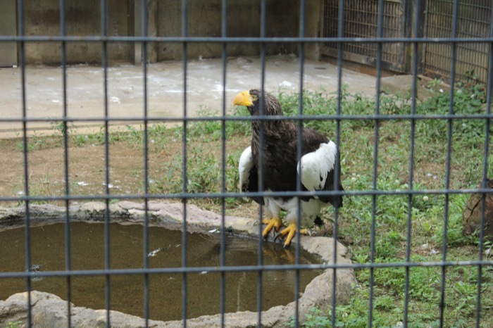 ベトナム人の妻と上野動物園へ！こんな都心のど真ん中に動物園があることに驚き！
